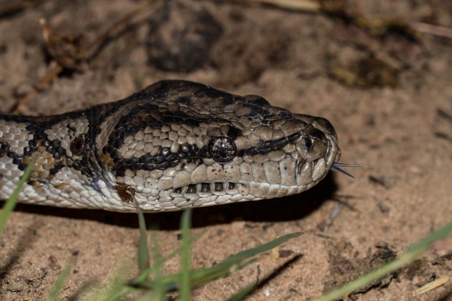 Carpet Python: Note the ticks on the snake’s neck.