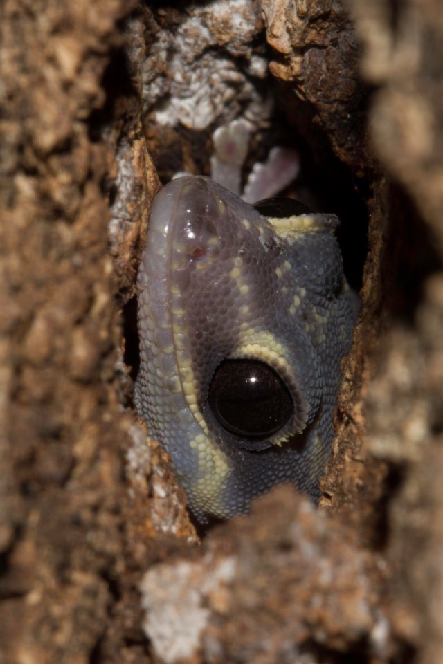 Marbled Velvet Gecko