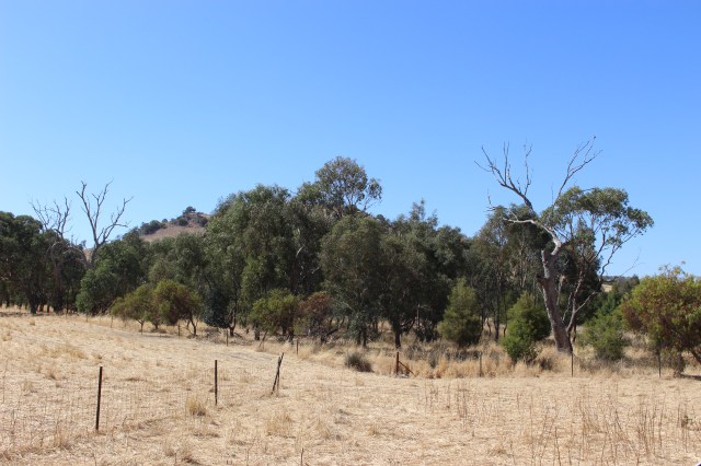Revegetated patch with River Red Gum, where we did a census of extant individuals.