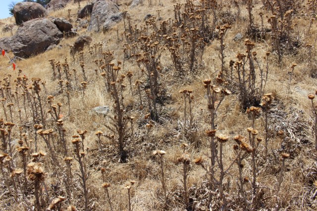 One of the biological threats: Scotch Thistle, an invasive plant species in the Harden Shire region, but also present in other parts of Australia. In this particular case, this species has been controlled by the introduction of a biological agent that parasitises its tissues, which compromises growth and reproduction.