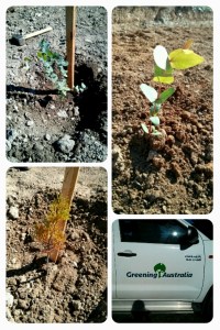 That day, a group of 14 volunteers planted over 34 0 trees in Scottsdale