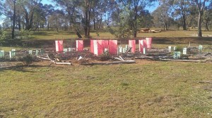 Plant guards surrounded by a barrier of woody debris to prevent predation