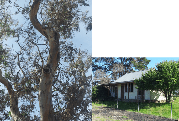 Original photos of natural (tree hollows) and artificial (structure – e.g. in roofs) Indian Myna refugial nest sites in Belconnen.