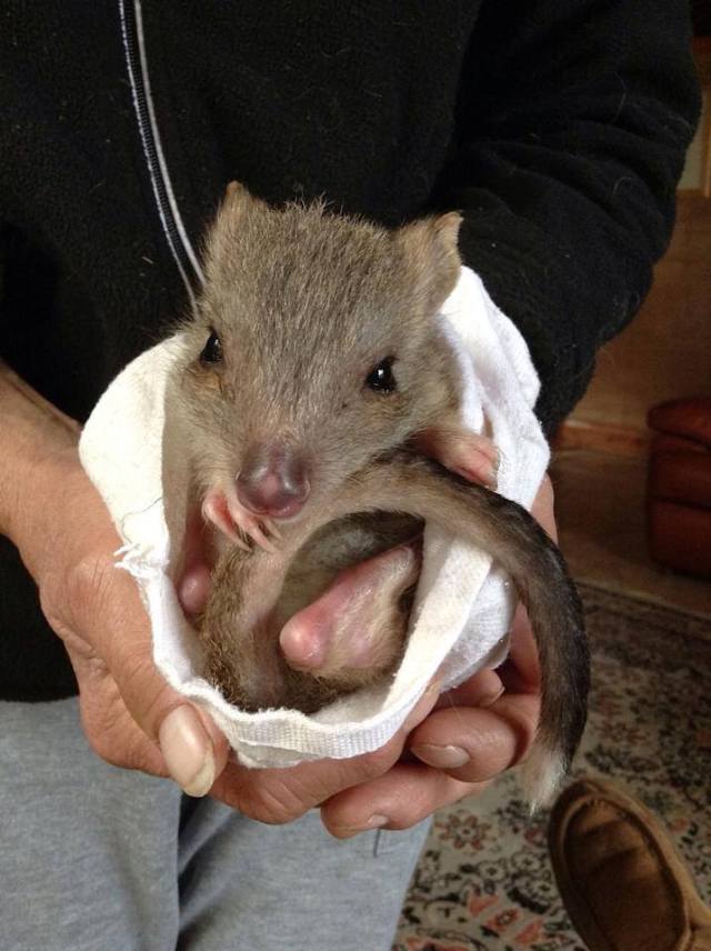 Erika the baby bettong ready to be reintroduced into the sanctuary after being cared for in the bettong 'daycare'