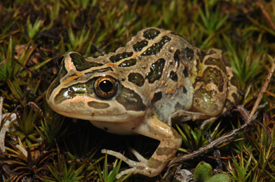 Spotted Marsh Frog Photo by Julian Finn