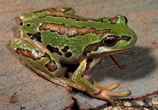 Verreaux’s Tree Frog Photo by Peter Robertson