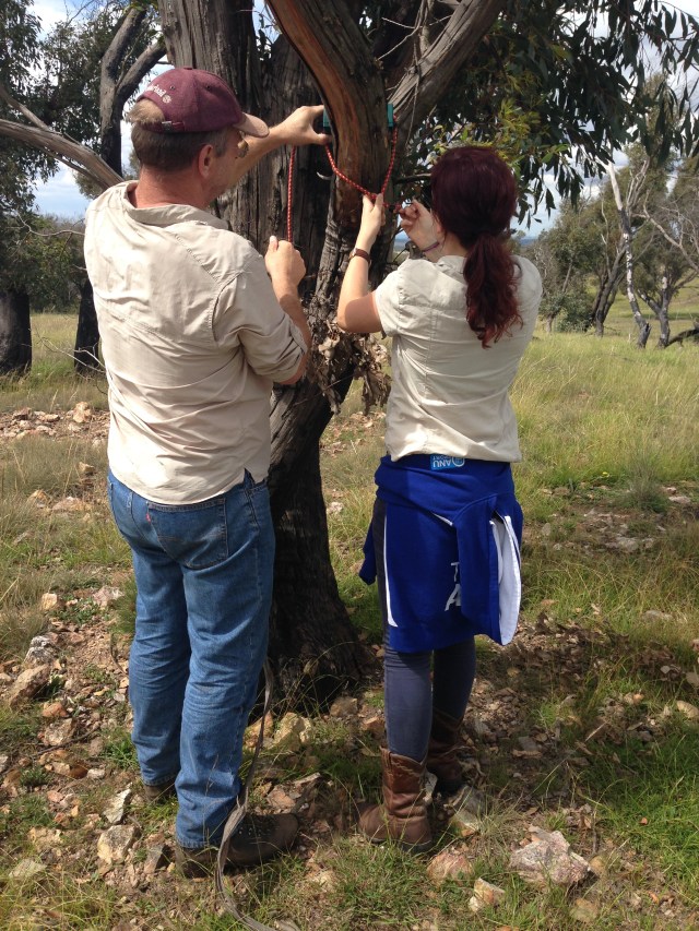 Installing an a detector in a tree