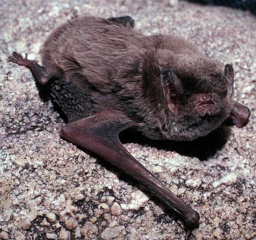 Eastern Best-Wing Bat: Office of Environment and Heritage, NSW