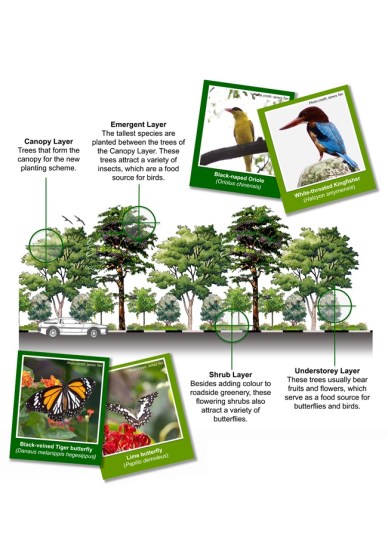 Nature Way along public roads (Credits: NParks, 2015)