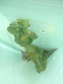 A juvenile Eucalyptus rubida (Candlebark). This species is often found in open-forests with Box-Gum Eucalypts