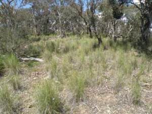 Tussock grasses are characteristic of box gum woodlands. Photo: Mark Bourne, www.environment.gov.au
