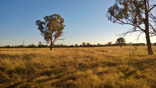 The distance between patches is a challenging hike for small animals. Note the lack of natural stepping-stones in this grassland matrix.  