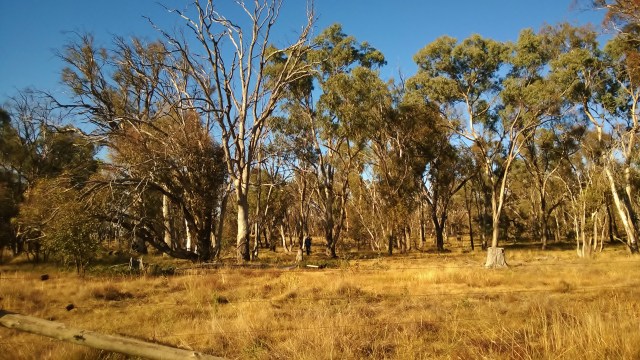 A patch of Box-Gum Woodland in a private property near Murrumbateman