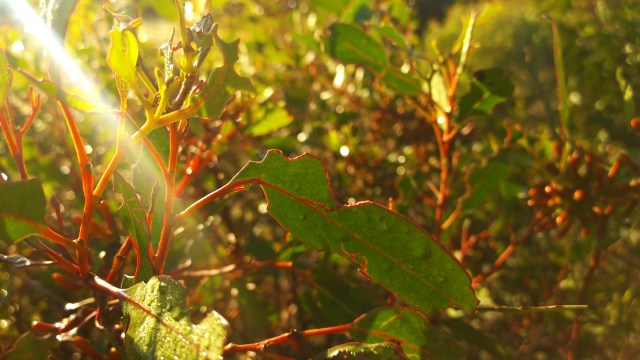 WP_20150415_07_30_35_Pro (2)