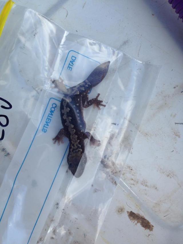 A very exciting find in one of the pitfall traps, this Gecko was definitely the most exciting catch we had