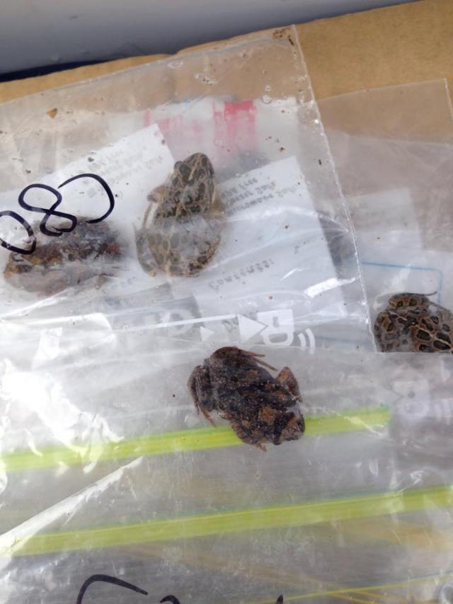 Some of the locals ready for data collection