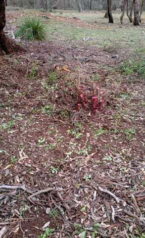 This is an example of cutting and dabbing woody weeds. It was a giant Briar Rose which took about an hour to get rid off!