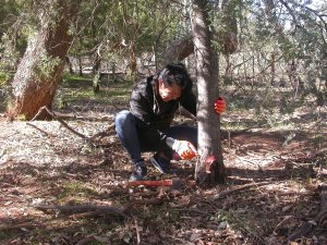 Me doing some good old fashioned frilling of a hybrid invasive tree.