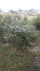 With the morning fog, we could see the spiders webs spun from the night before, biodiversity at its most visible light.