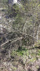 Before. We applied herbicide straight after the cut to ensure the when sap recedes to the roots, it takes the herbicide.