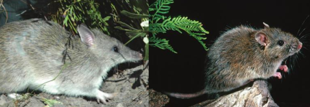 Long-nosed bandicoot and bush-rat