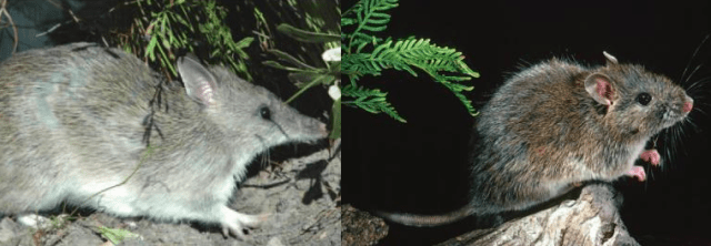 Long-nosed bandicoot and bush-rat