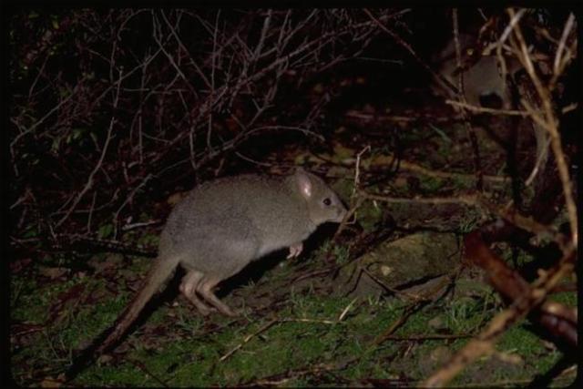 Brush tailed bettong
