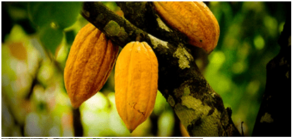 cacao