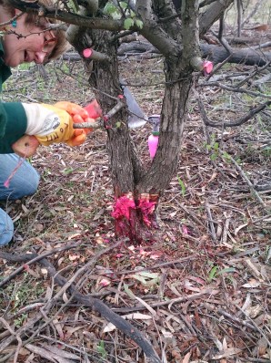 This is an example of chopping into the trunk and spraying. This was mostly for the larger/hardwood trees as it wasn't easy to just cut them down.