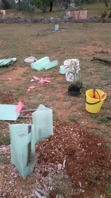 Tree planting: You can see the branch cover/protection in the distance, and in the mulch in the foreground surrounding not only the plants but the connecting areas in between them.