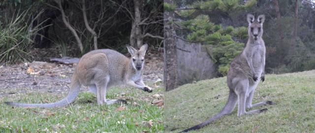 Red-necked Wallaby and the eastern-grey Kangaroo are between the three species of macropods presents in BNP