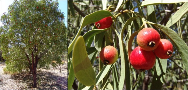 The quandong tree is a hemi-parasite, meaning it relies on the roots of a host plant to obtain nutrients but is also capable of photosynthesising. Its characteristic red fruits are edible and sweet, and often used for making jam (Photo credit: Aus-e-made).