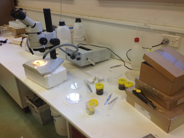 Figure 1. c) lab tweezers used to sort beetles.