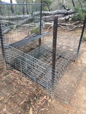 Ungulate-specific feed structure 