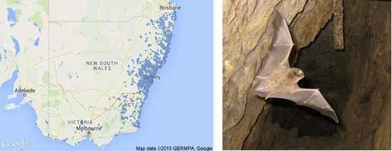 Map of Eastern Bent-wing  bat distribution: Atlas of Living Australia and Image of Eastern Bent-wing bat: Fauna and Flora  Research Collective 