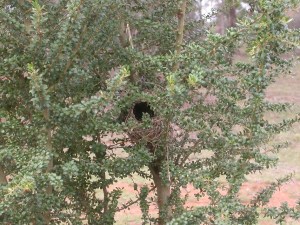 Nest found in the planted native Boxthorn on Mount Majura. This was great evidence to show the rangers that the replanting is working in creating a sufficient habitat!