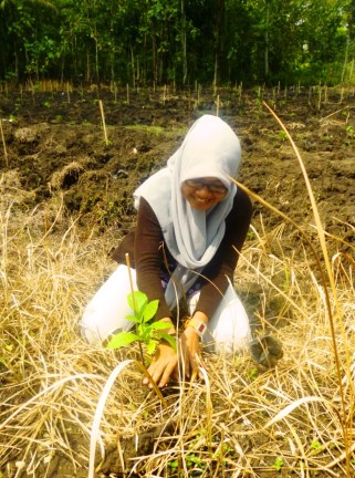A girl plants a teak seedlings on a bare land.