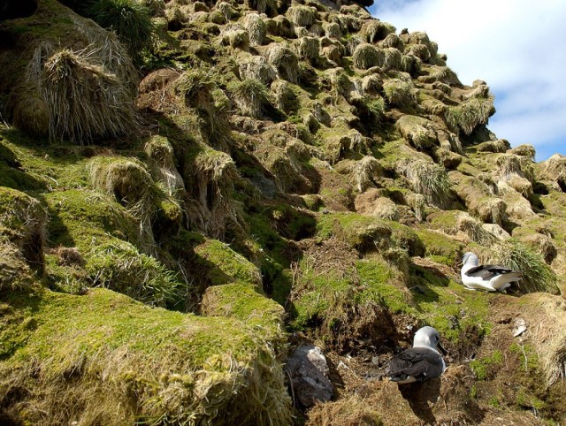 Eroded slopes from rabbit damage at Macquarie Island (Stevens, 2014).