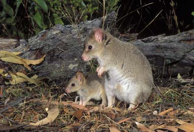 TASMANIAN BETTONG Bettongia gaimardi Dry grassy woodland of eastern Tasmania