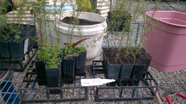 Propagules needed to be weeded, pruned and topped up with soil, ready to go out for orders.