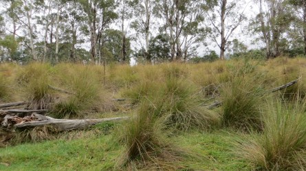 Good mature tussock grass, but too open as no overstory