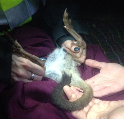 Invading the privacy of a female Bettong, but note their cool prehensile tails!