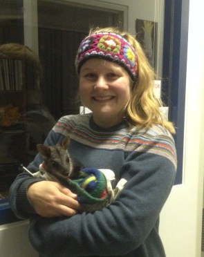 A little Brush-tailed Rock Wallaby being cared for by staff!