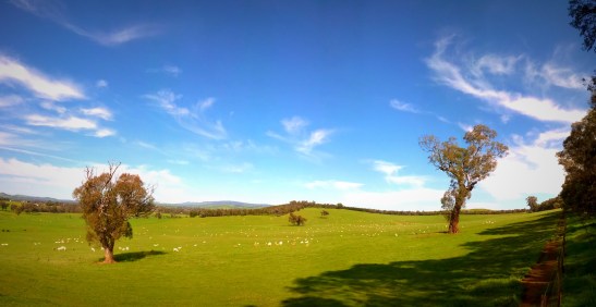 Paddock trees were observed to provide valuable stepping stones for many bird species.
