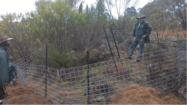 One of the exclusion fences - now that’s some handy work