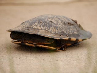 One of the many Eastern Long-necked Turtles found on my patrol - Photograph: Gareth Quirke
