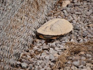 Another Trapped Turtle. Photograph: Gareth Quirke