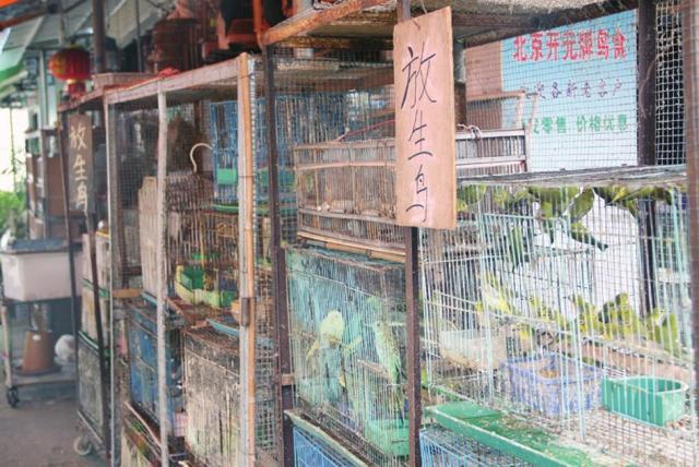 "Released Birds" in the Chinese market