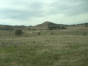 Young trees protected by tree guards.