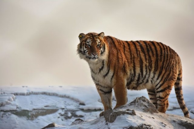 26-spectacular-pictures-of-siberian-tigers-in-their-natural-habitat-7